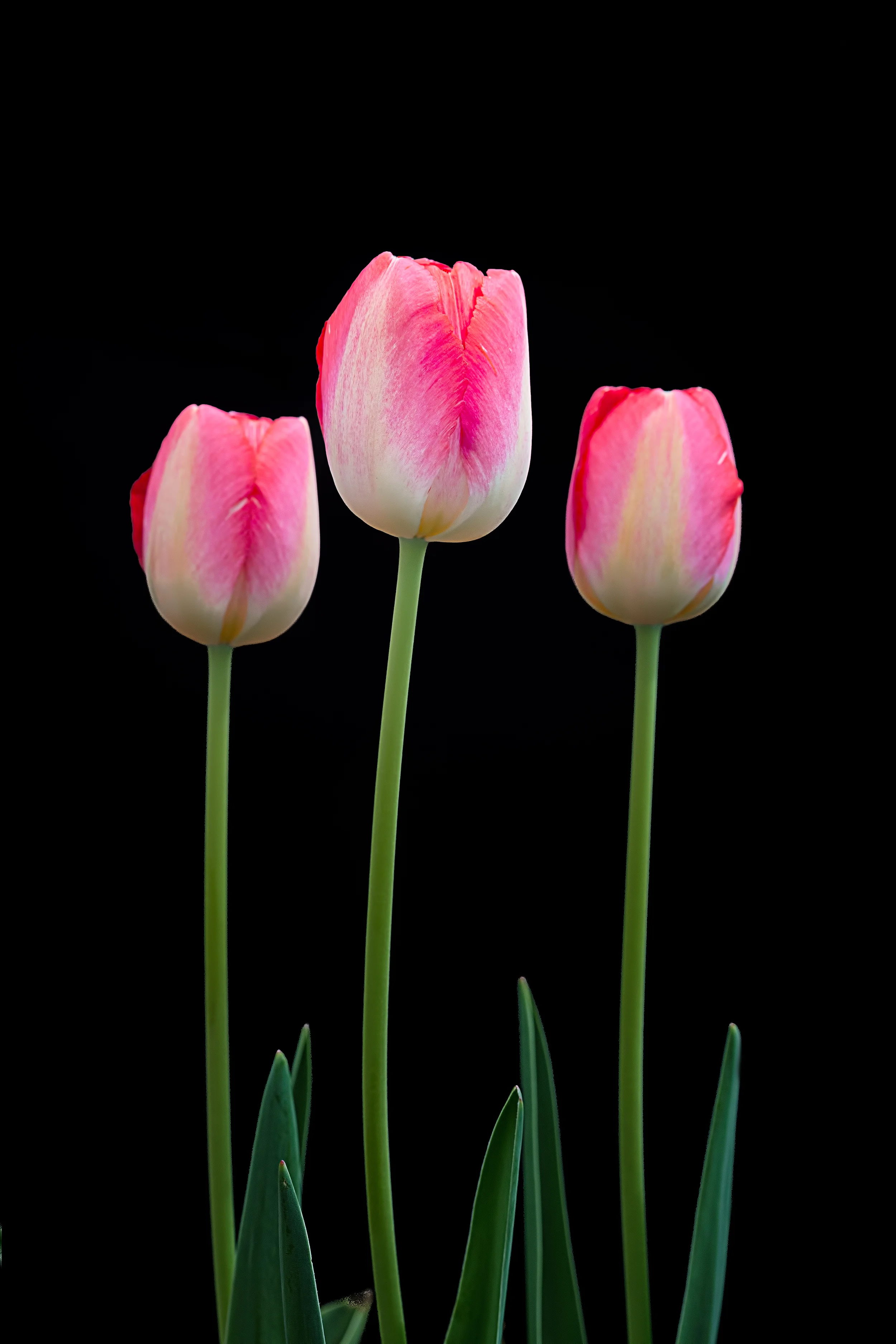 14-04-27-Flowers-046-Edit-500px.jpg