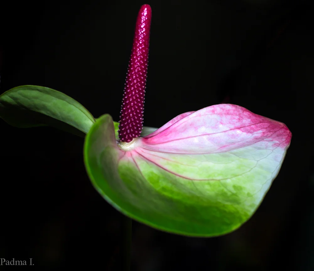 13-02-15-NJ FlowerShow-162-Edit-Web.jpg