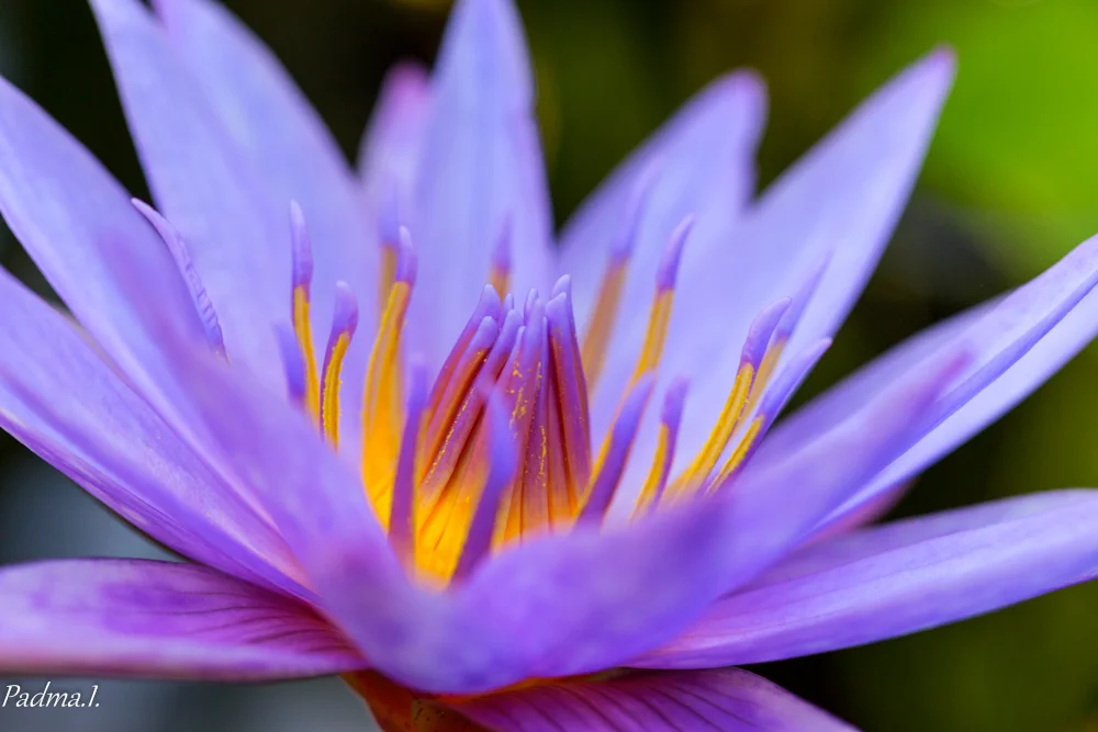 13-10-13-NYBG-394-Edit-Web.jpg