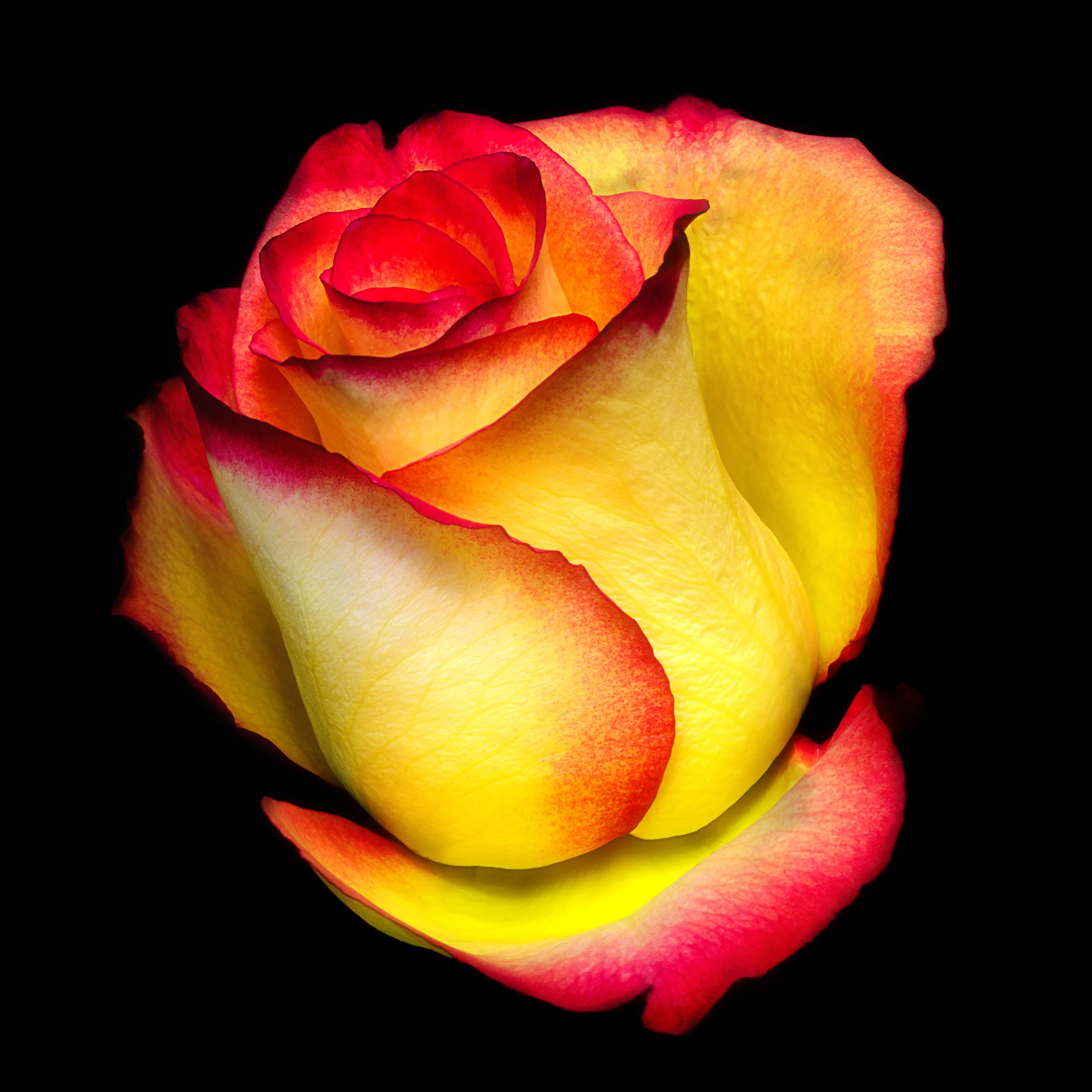 13-01-23-Rose-147-Edit-Print.jpg