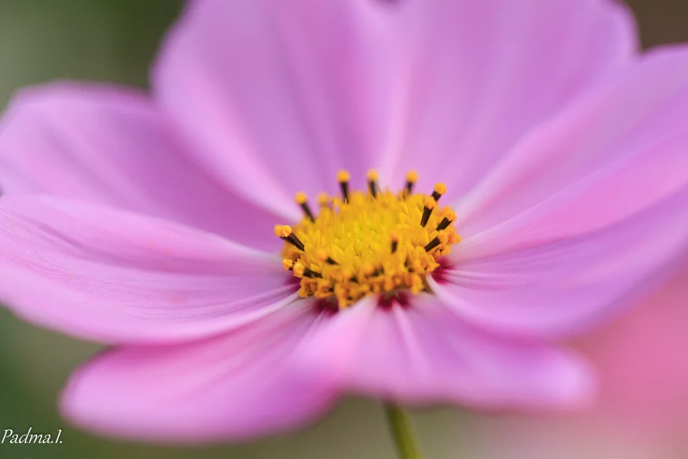 13-10-12-Flowers-068-Web.jpg