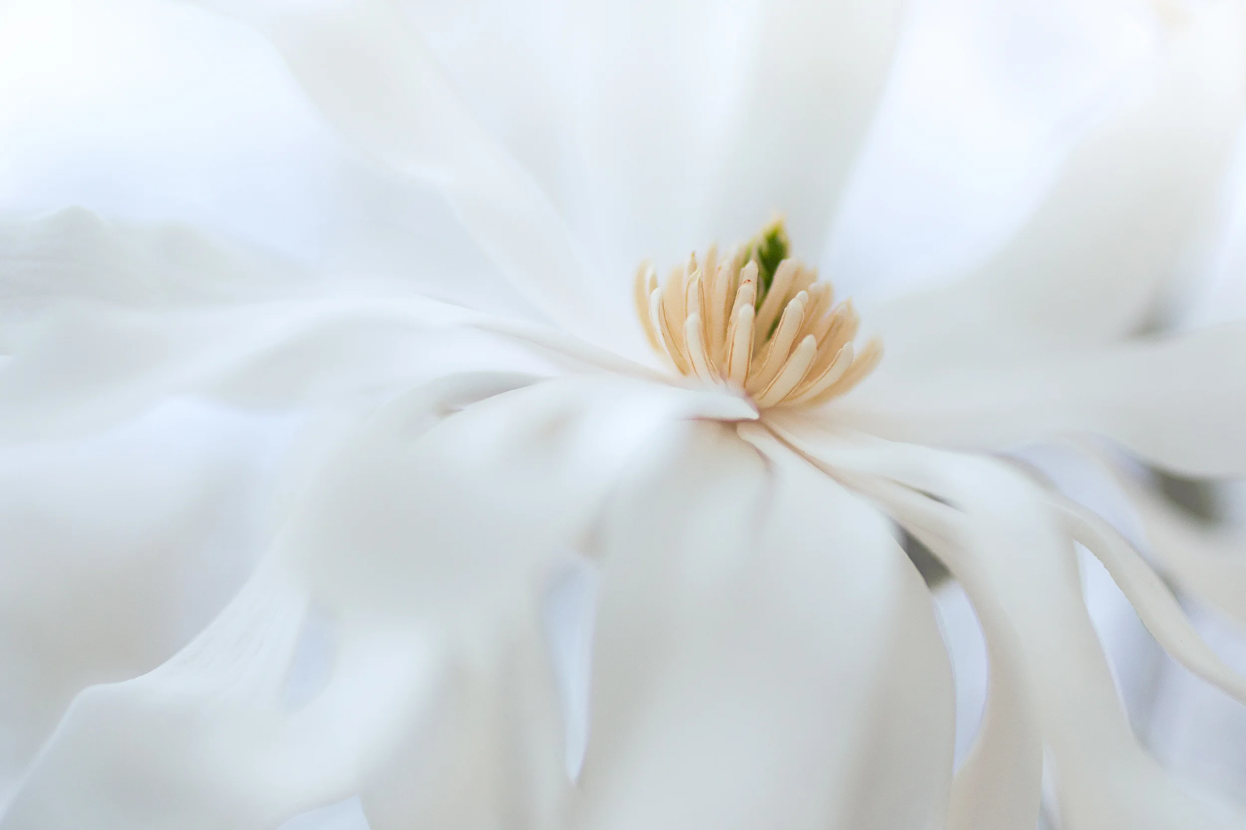 14-04-13-Flowers-111-Edit-500px.jpg