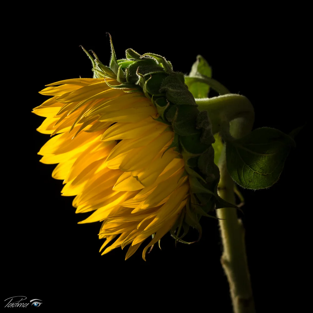 15-08-05-Flowers-002-Web.jpg