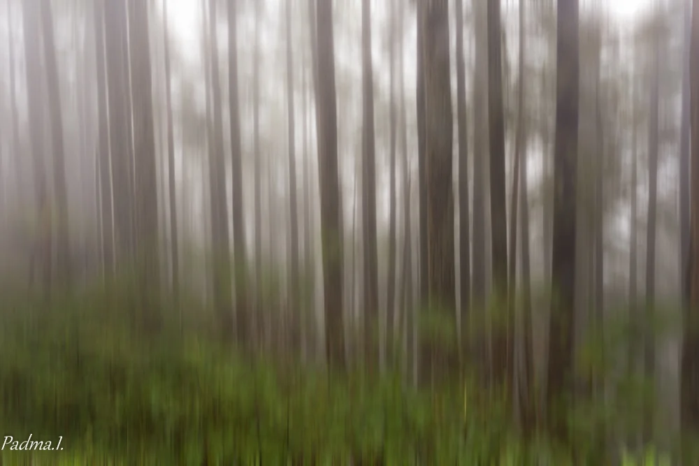 14-10-19-OregonForest-060-Edit-Web.jpg