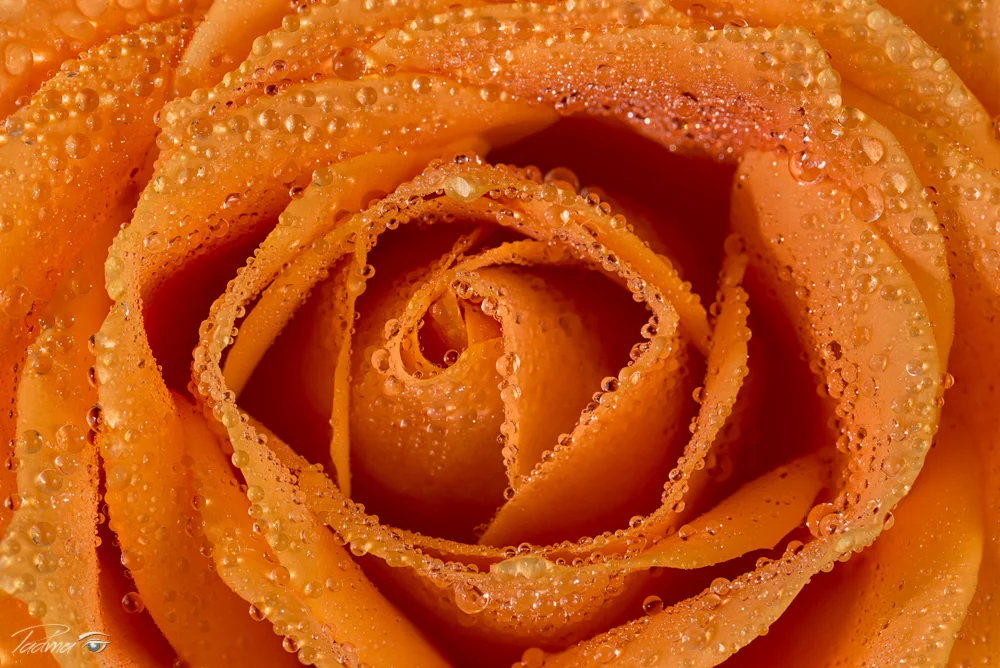 15-12-31-Rose-045-Edit-2-Web.jpg