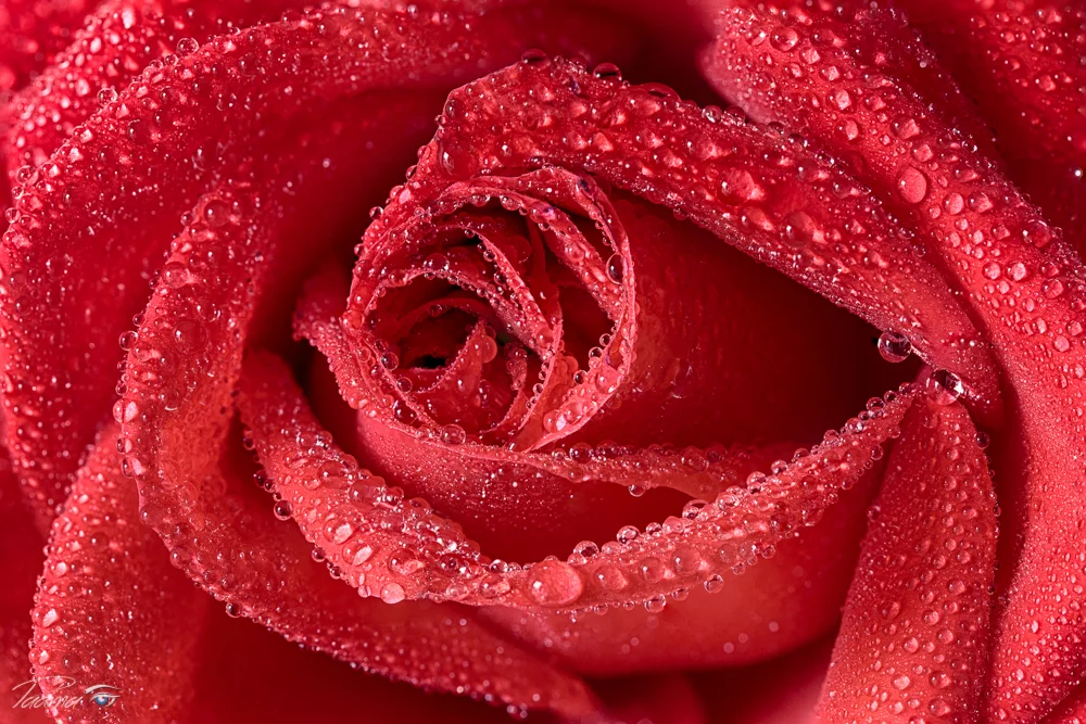 Red Rose-Focus Stacking-2nd-copy-Web.jpg