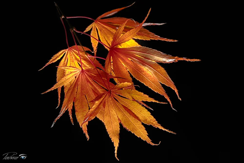 16-11-22-Leaves-089-Edit-Web.jpg