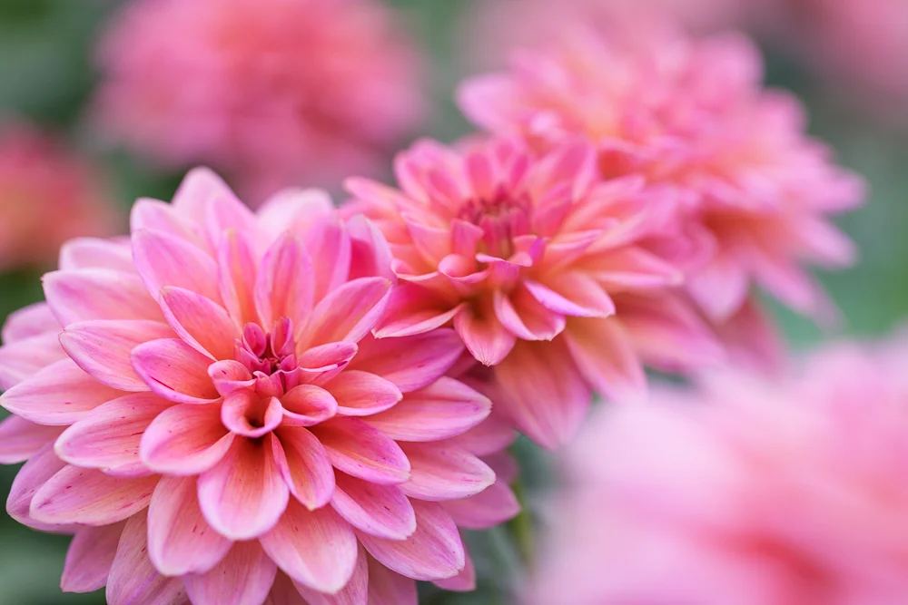 16-03-25-Flowers-118-Edit-Web.jpg