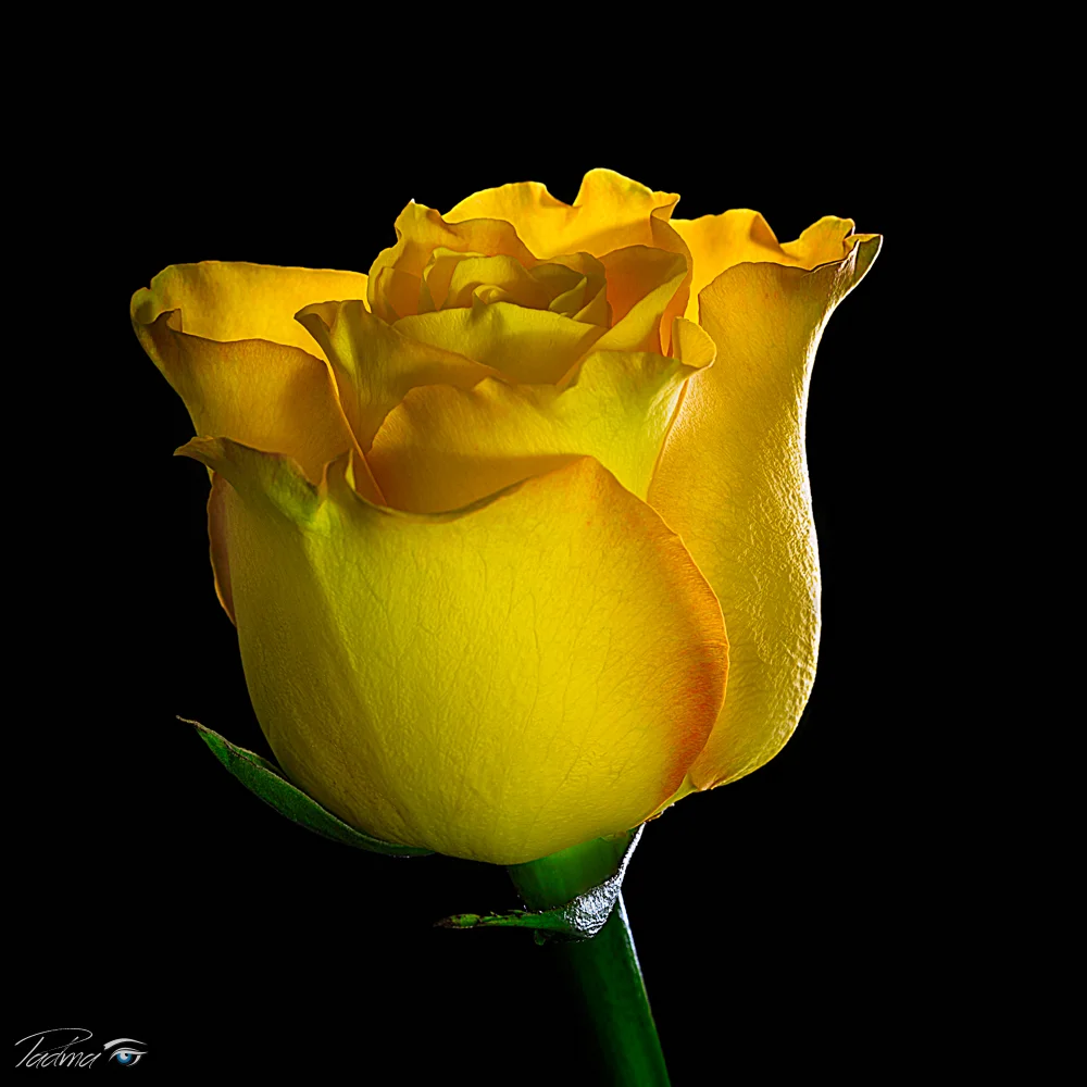 16-12-30-Roses-047-Edit-Edit-Web.jpg