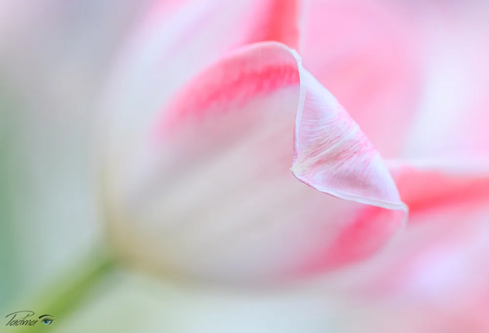 17-04-13-Flowers-554-Edit-Web.jpg