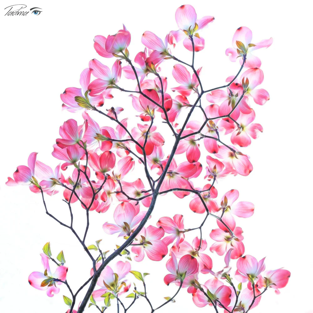 17-04-23-Flowers-135-Edit-Edit-Web.jpg
