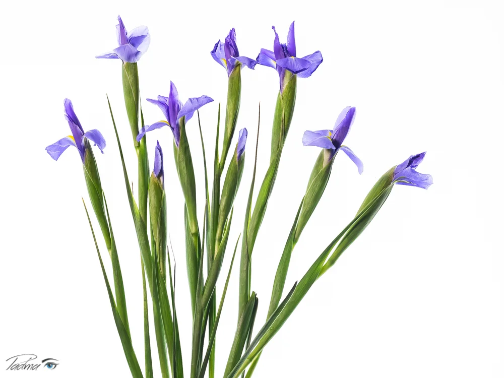 17-02-04-Flowers-168-Web.jpg