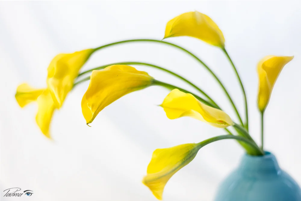 17-02-06-Flowers-311-Edit-Web.jpg