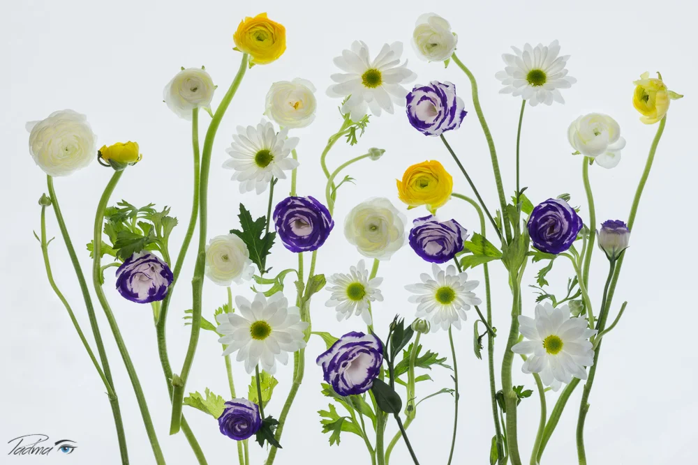17-02-06-flowers-594-Edit-Web.jpg