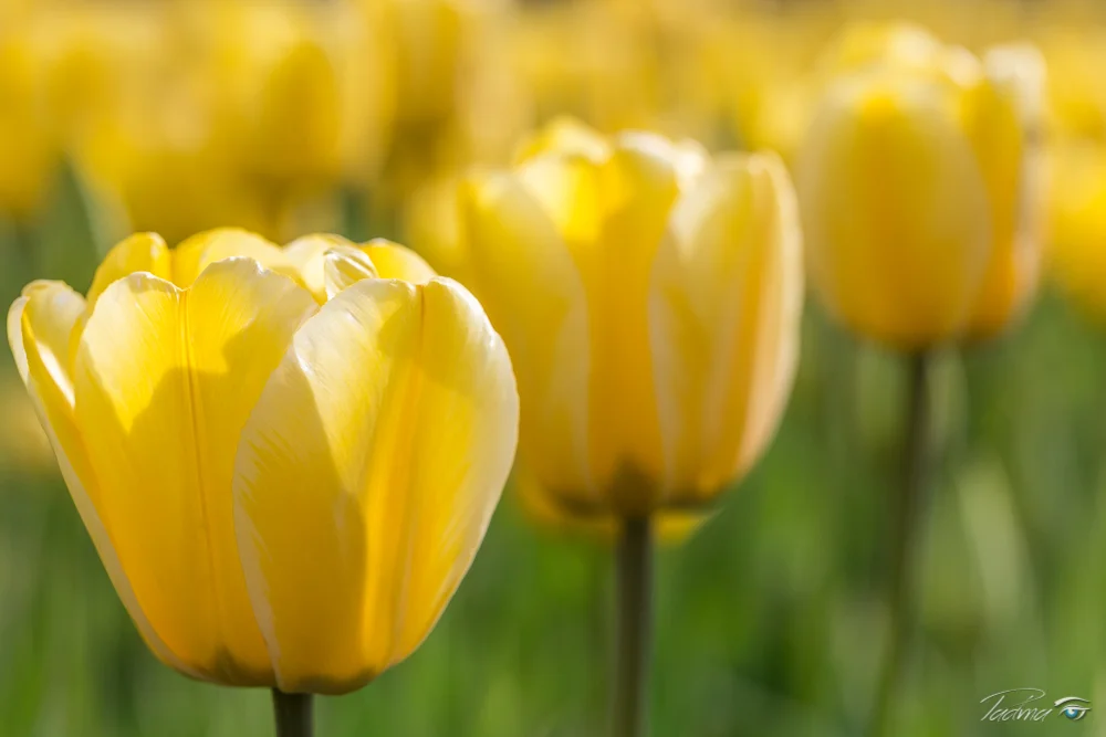 17-04-29-Flowers-008-Edit-Web.jpg