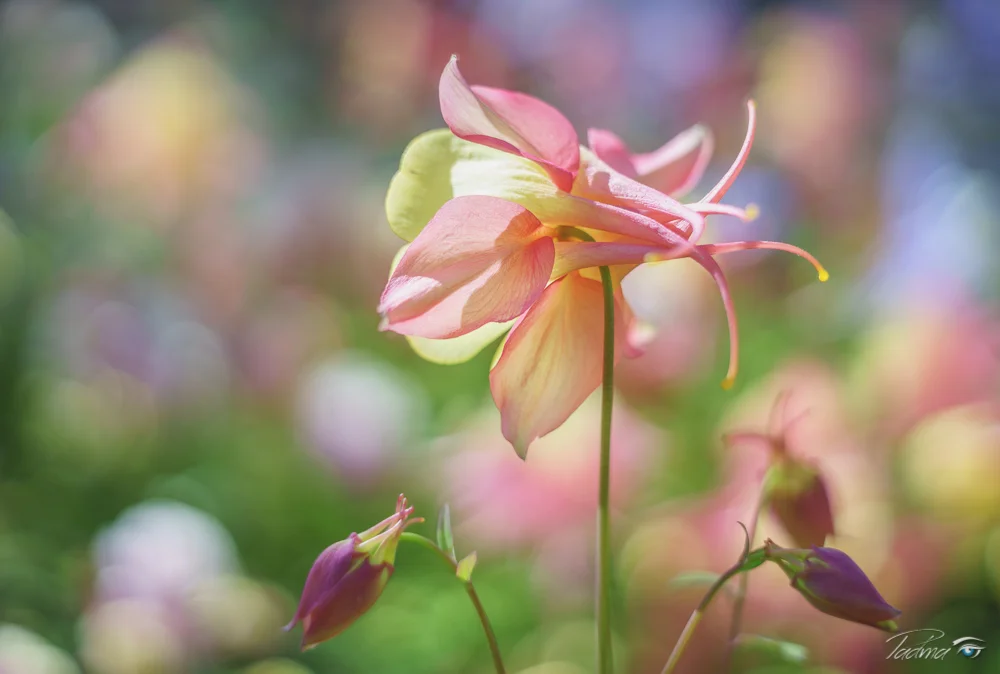 17-04-13-Flowers-056-Edit-Web.jpg