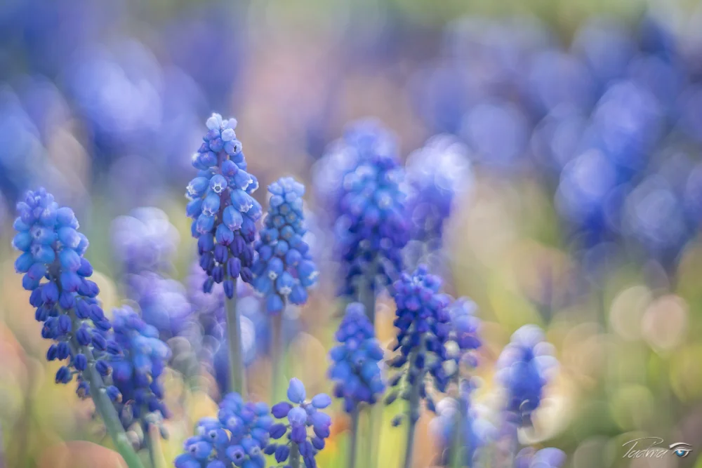 17-04-13-Flowers-008-Edit-Web.jpg
