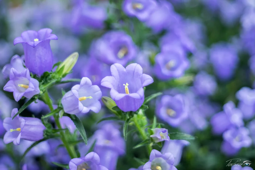 17-03-19-Flowers-243-Web.jpg