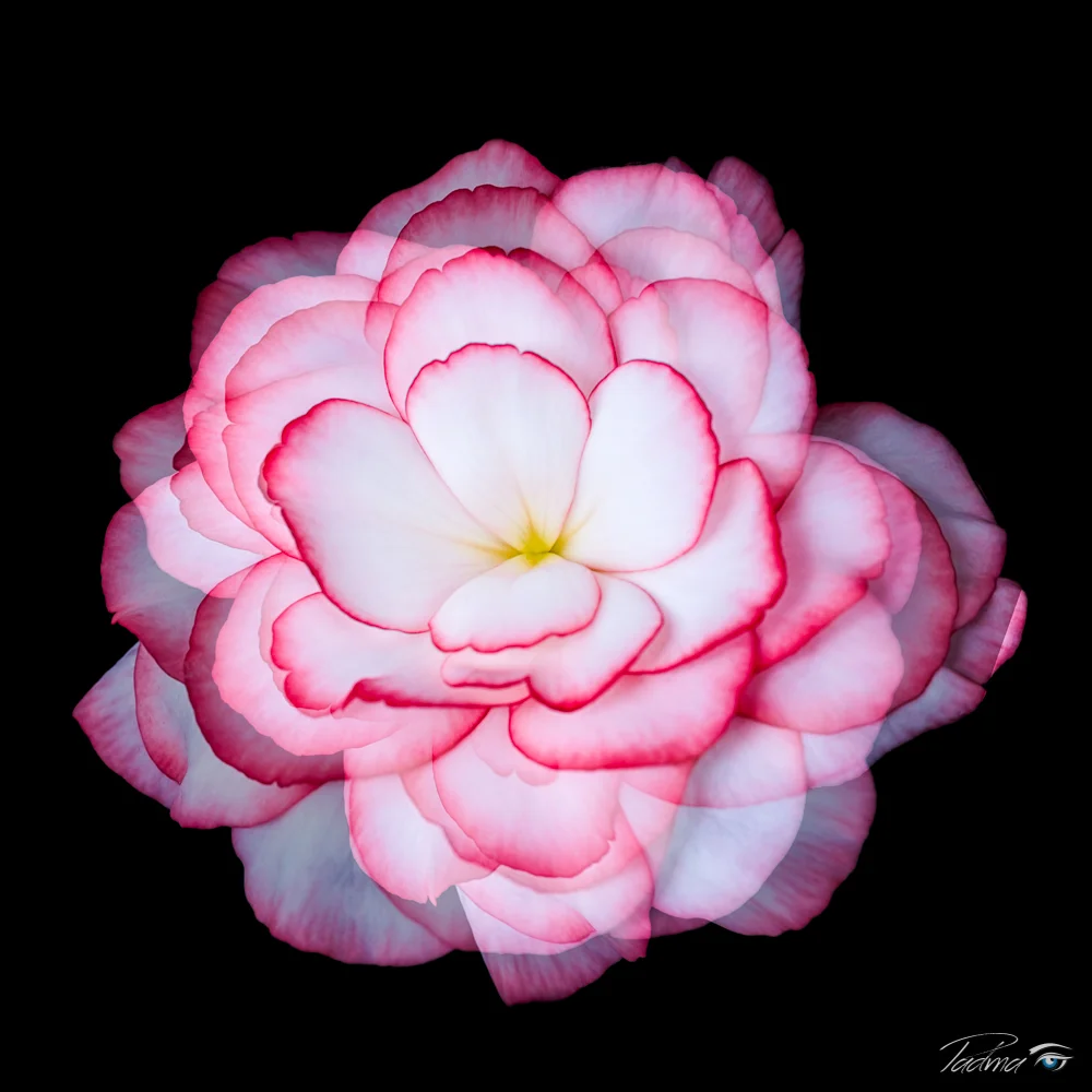 17-04-16-Flowers-002-Edit2-Web.jpg