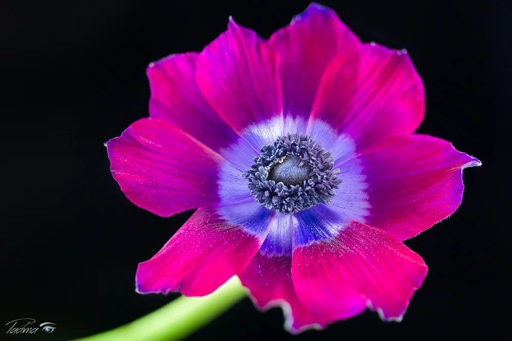 17-02-08-Flowers-151-Edit-Web.jpg