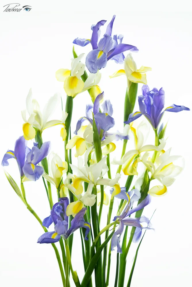 Blue and Yellow Iris Bunch
