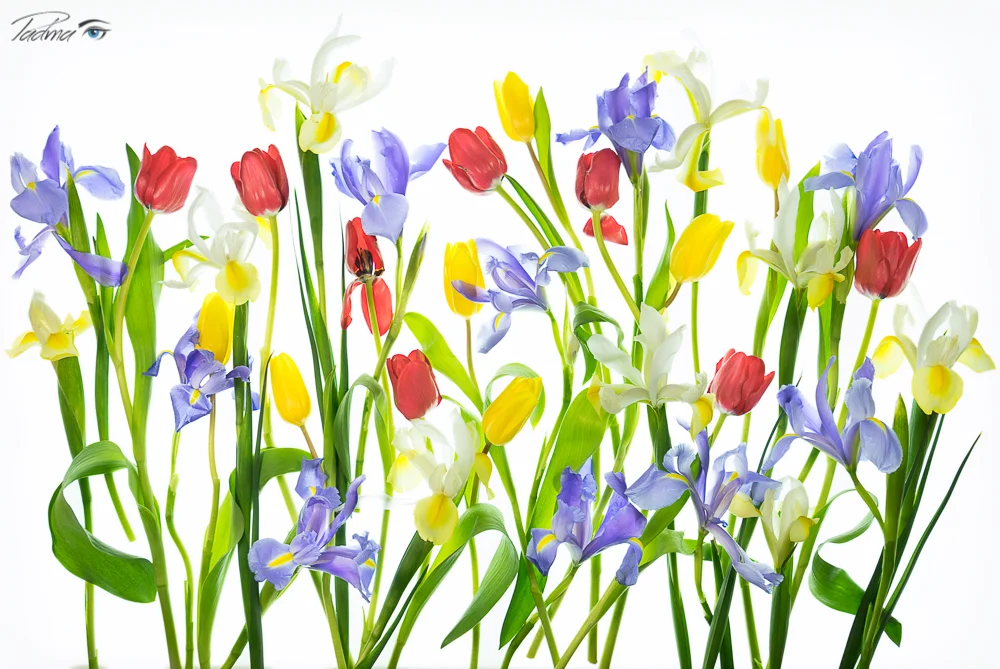 Iris and Tulip Potpouri