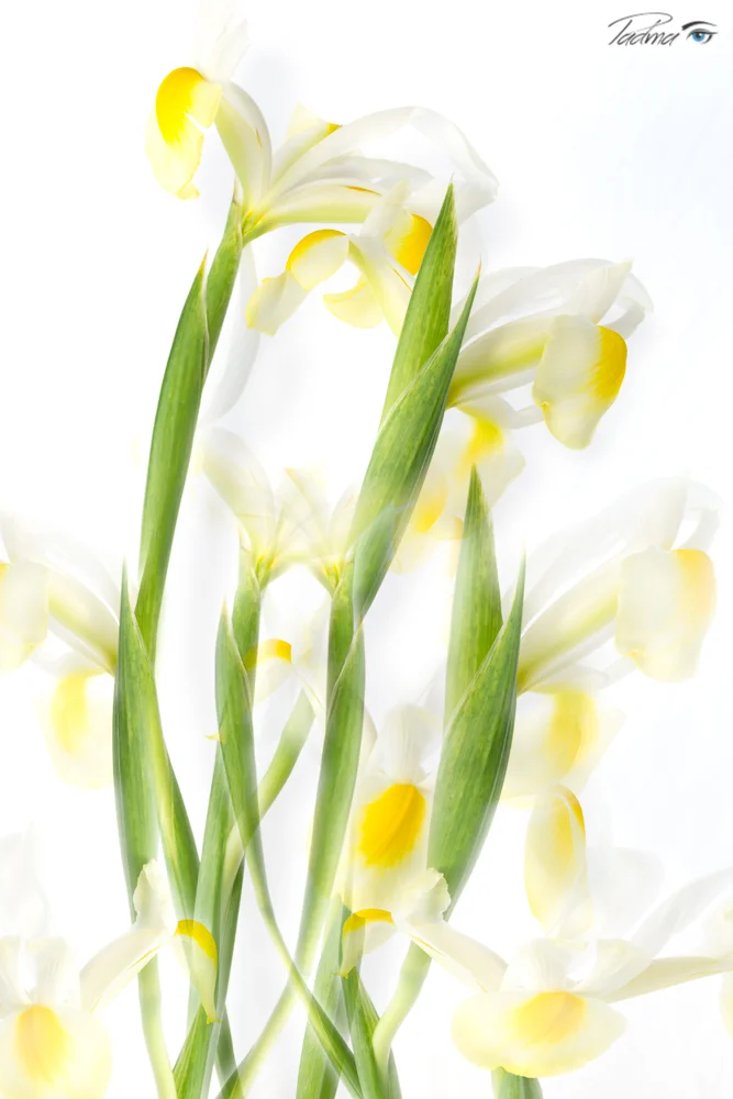 Dancing Iris