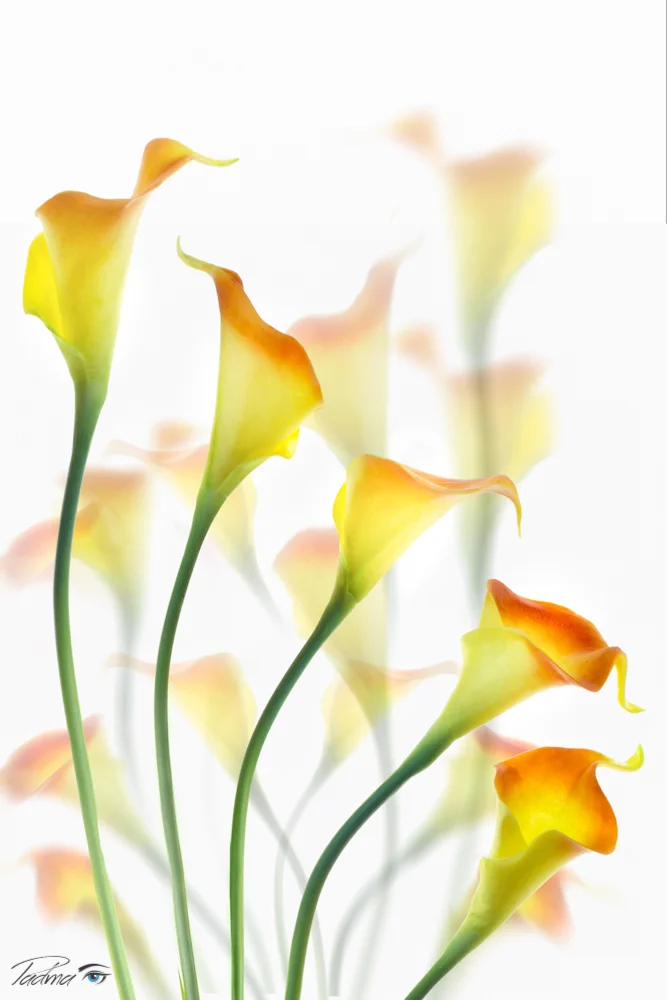 Ghosts of Calla