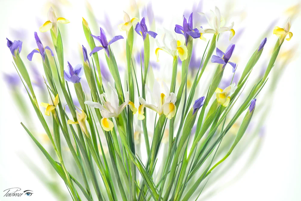 Iris Bunch