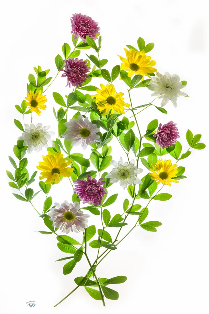 14-06-18-Flowers-085-Edit-Web.jpg