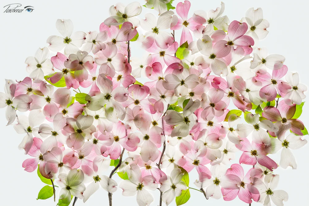 Dogwood Blossoms