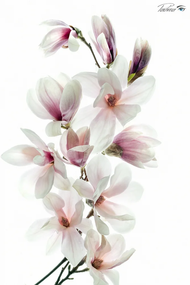 Magnolias