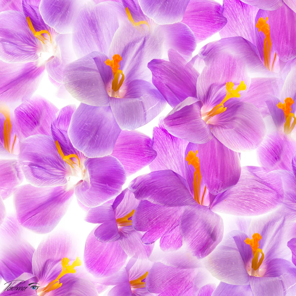 Crocus