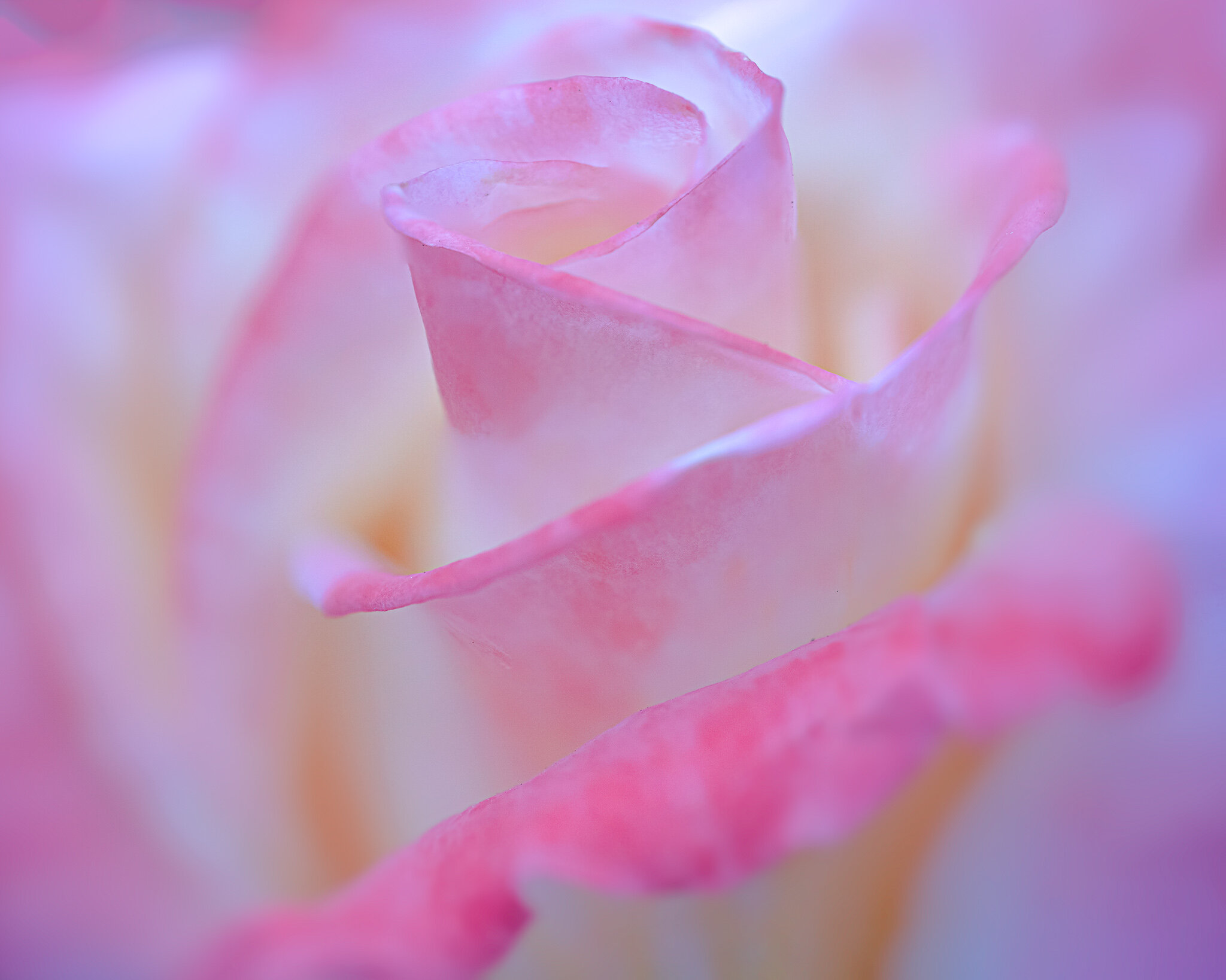090519-Roses-001-343-Edit.jpg