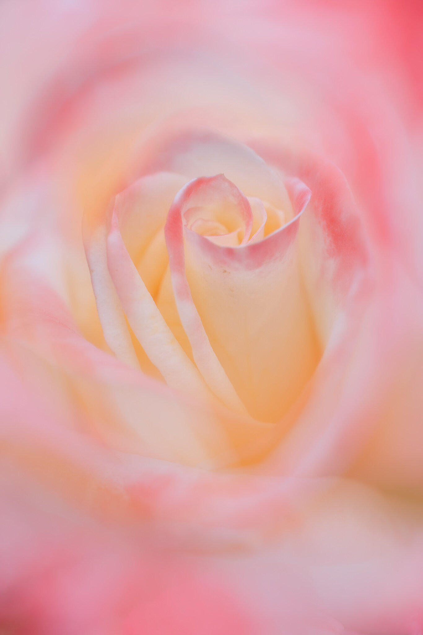 090519-Roses-001-196-Edit.jpg