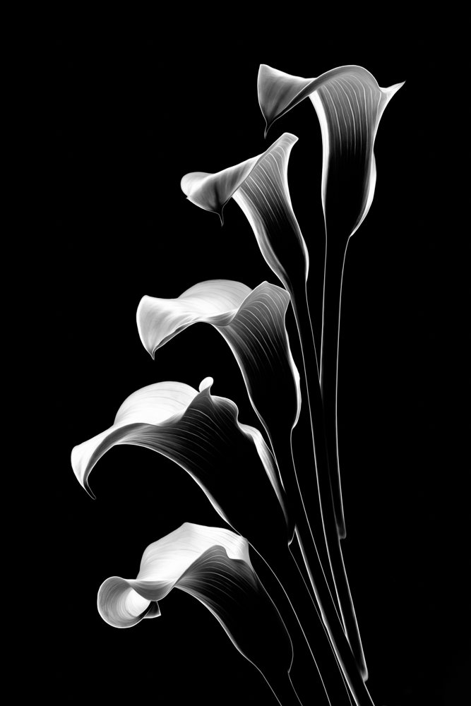 010524-Calla-005-Edit-Web.jpg