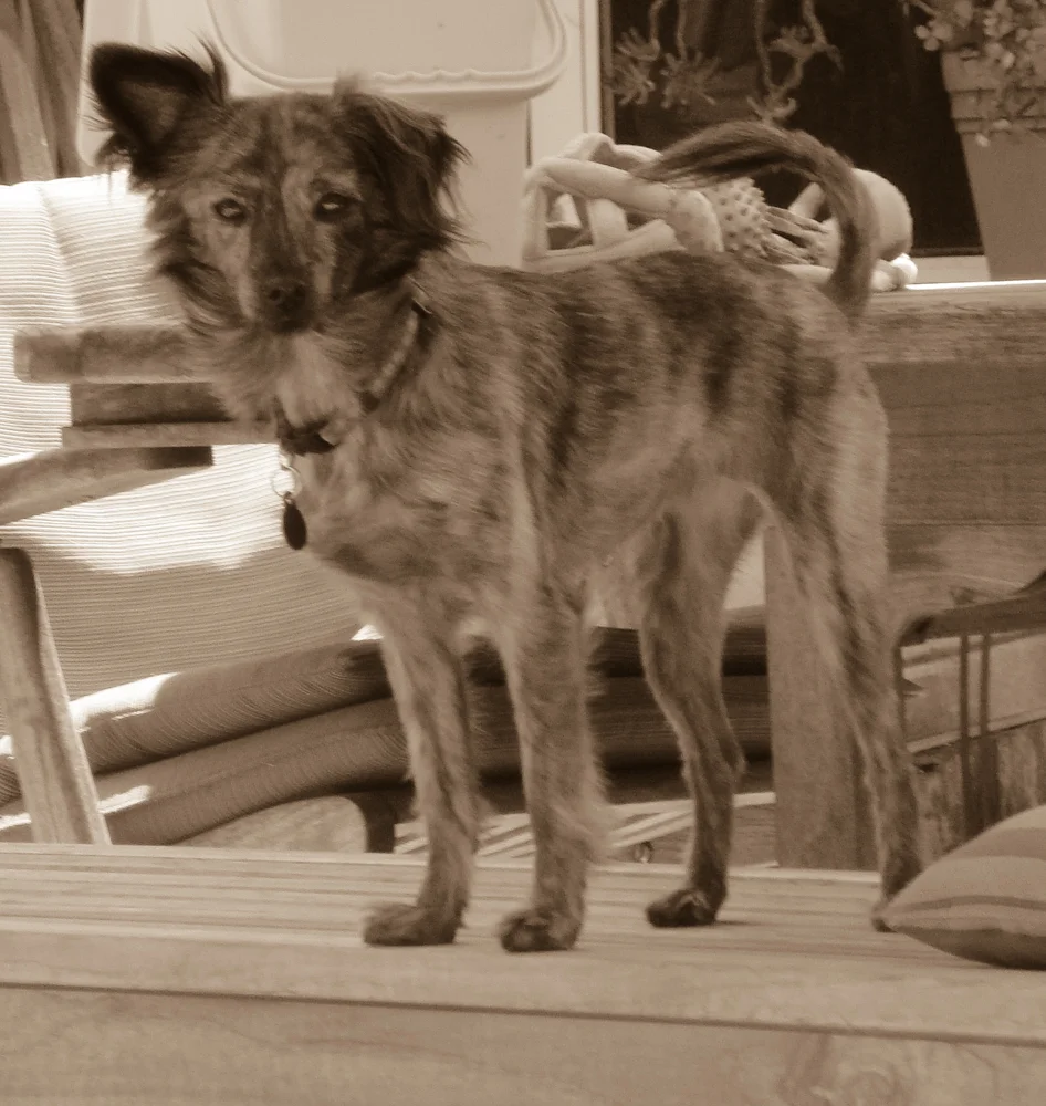 PoshPaws-1.jpg