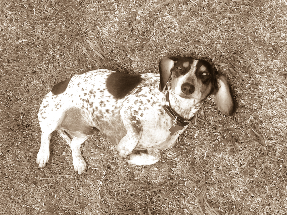 PoshPaws-10.jpg