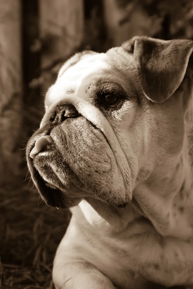 Sepia-2.jpg
