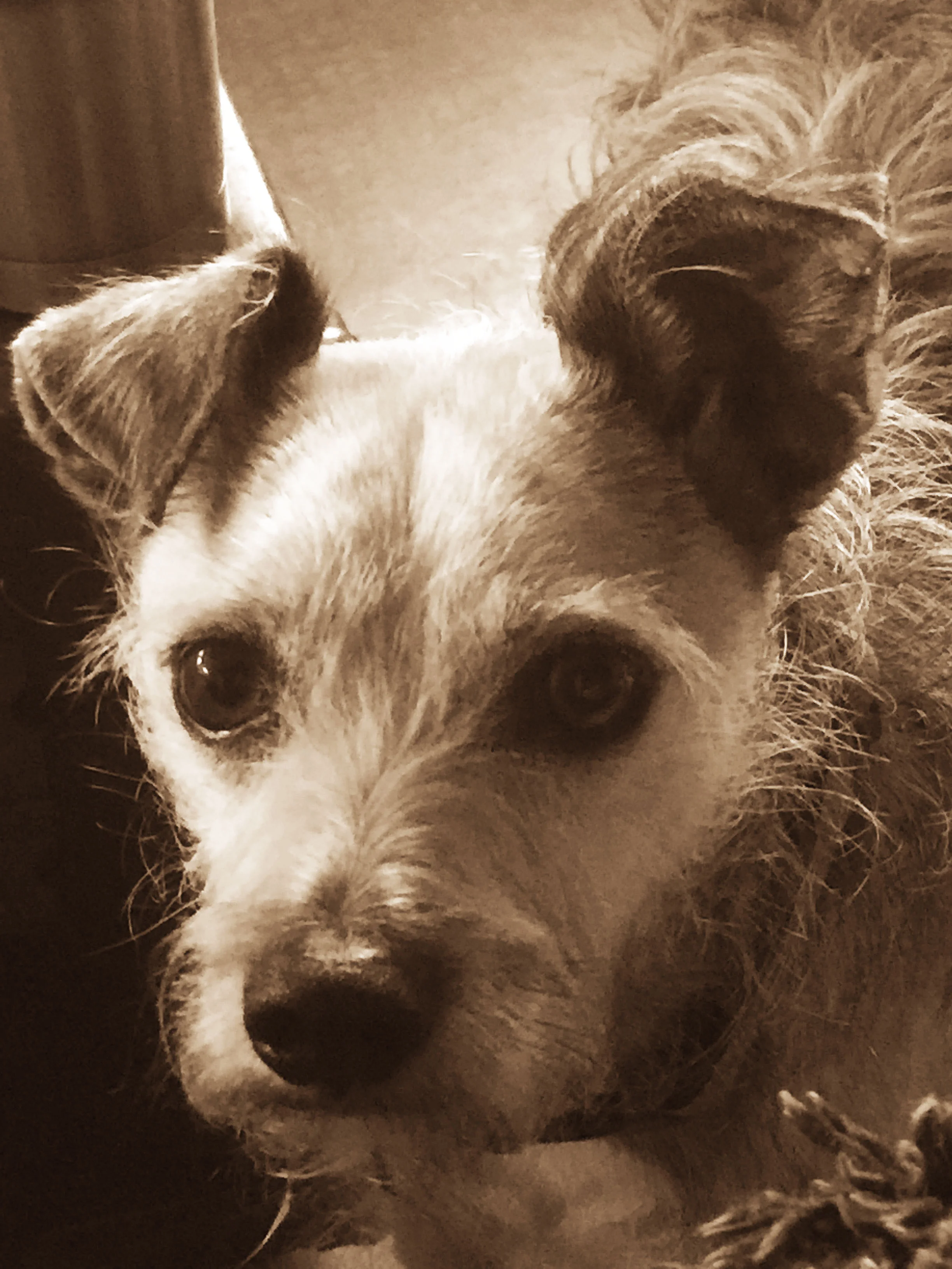fuzzy-sepia.jpg