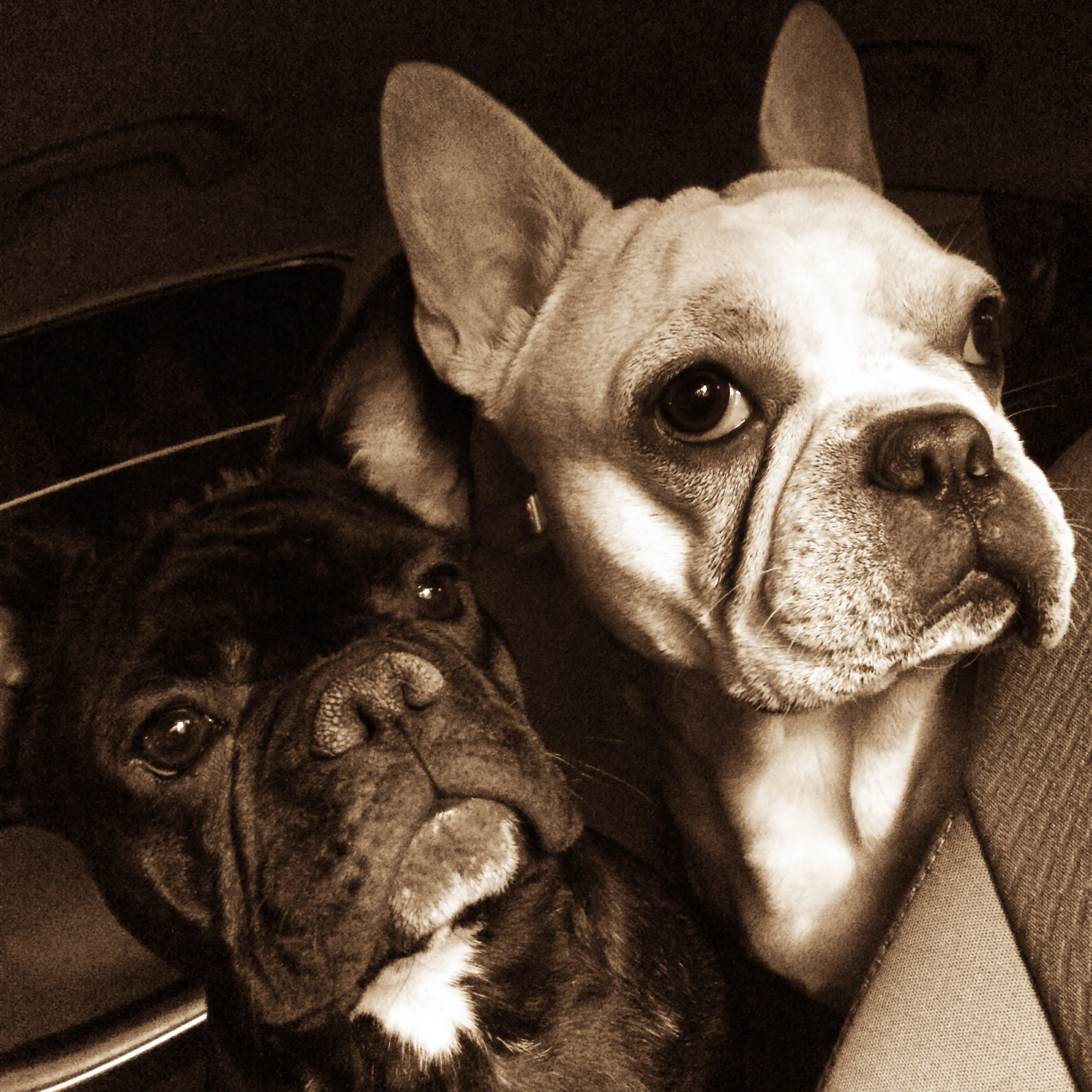 2pugs-sepia.jpg