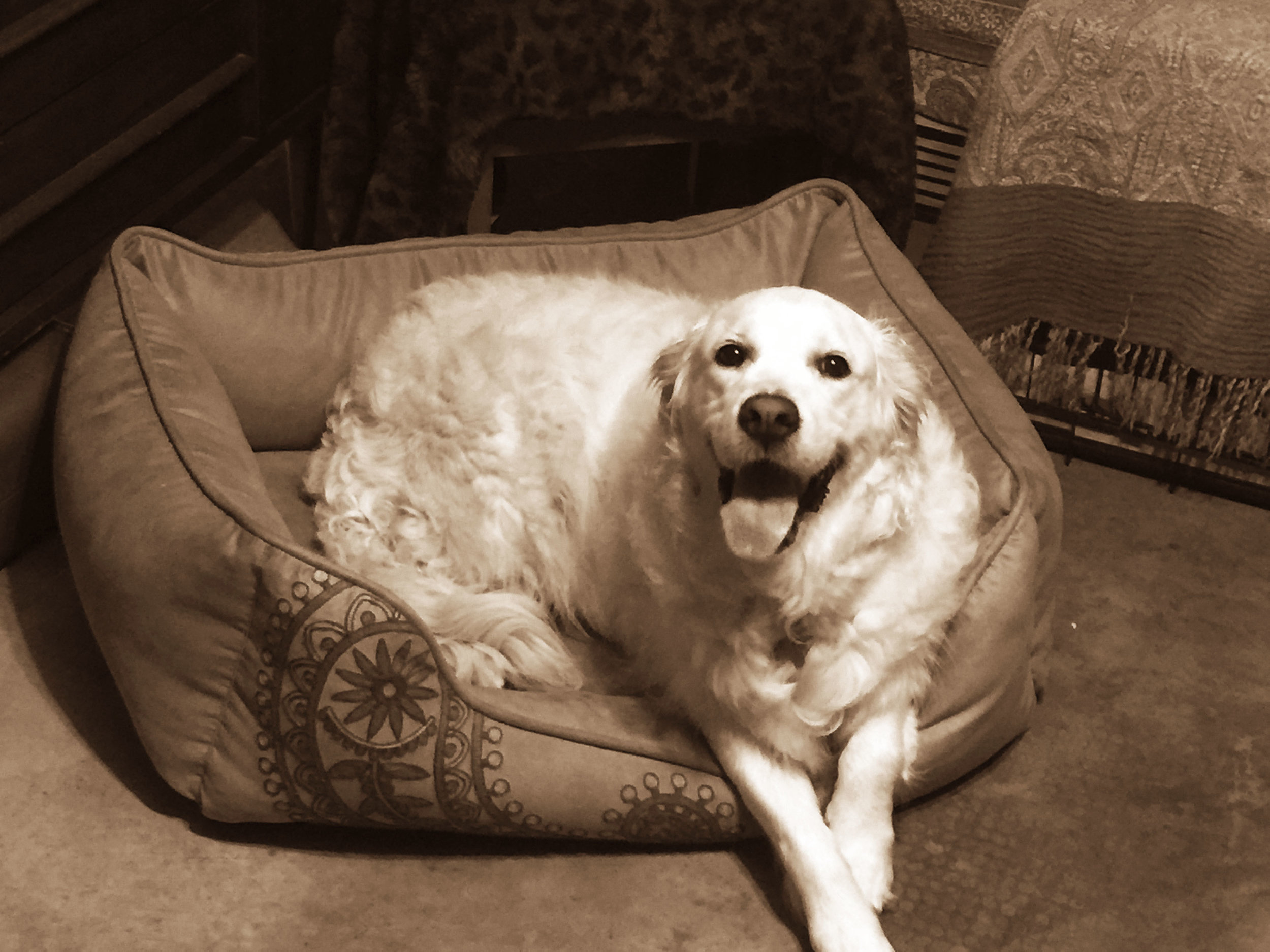 whitedog-sepia.jpg