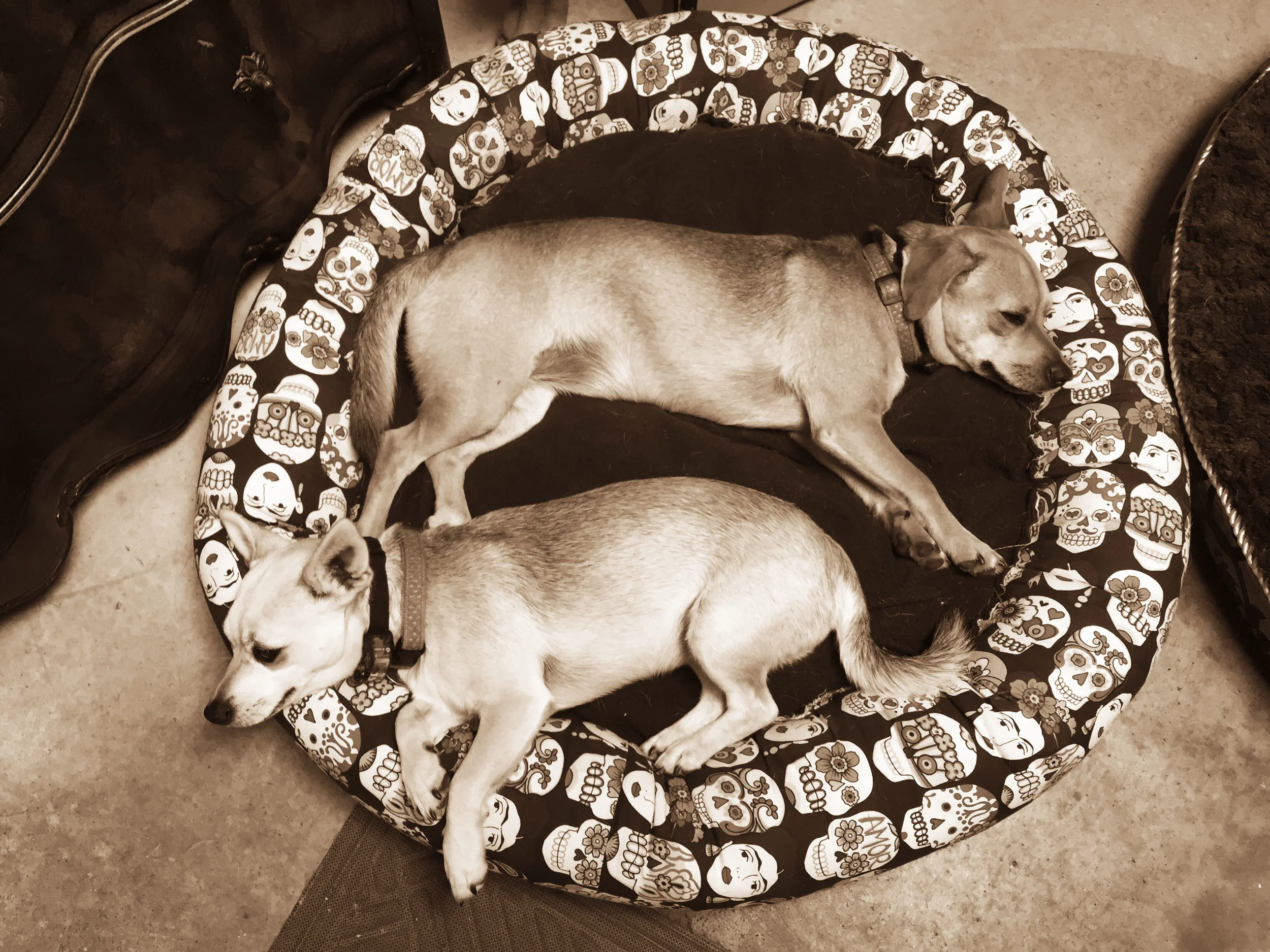 2dogs-laying-sepia.jpg