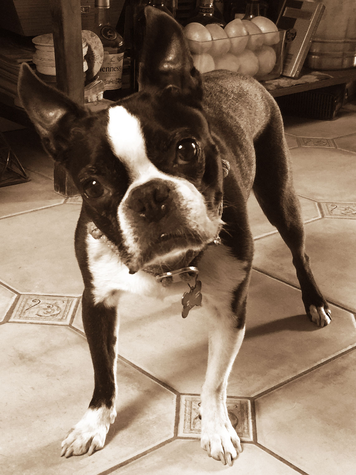 pug-sepia.jpg
