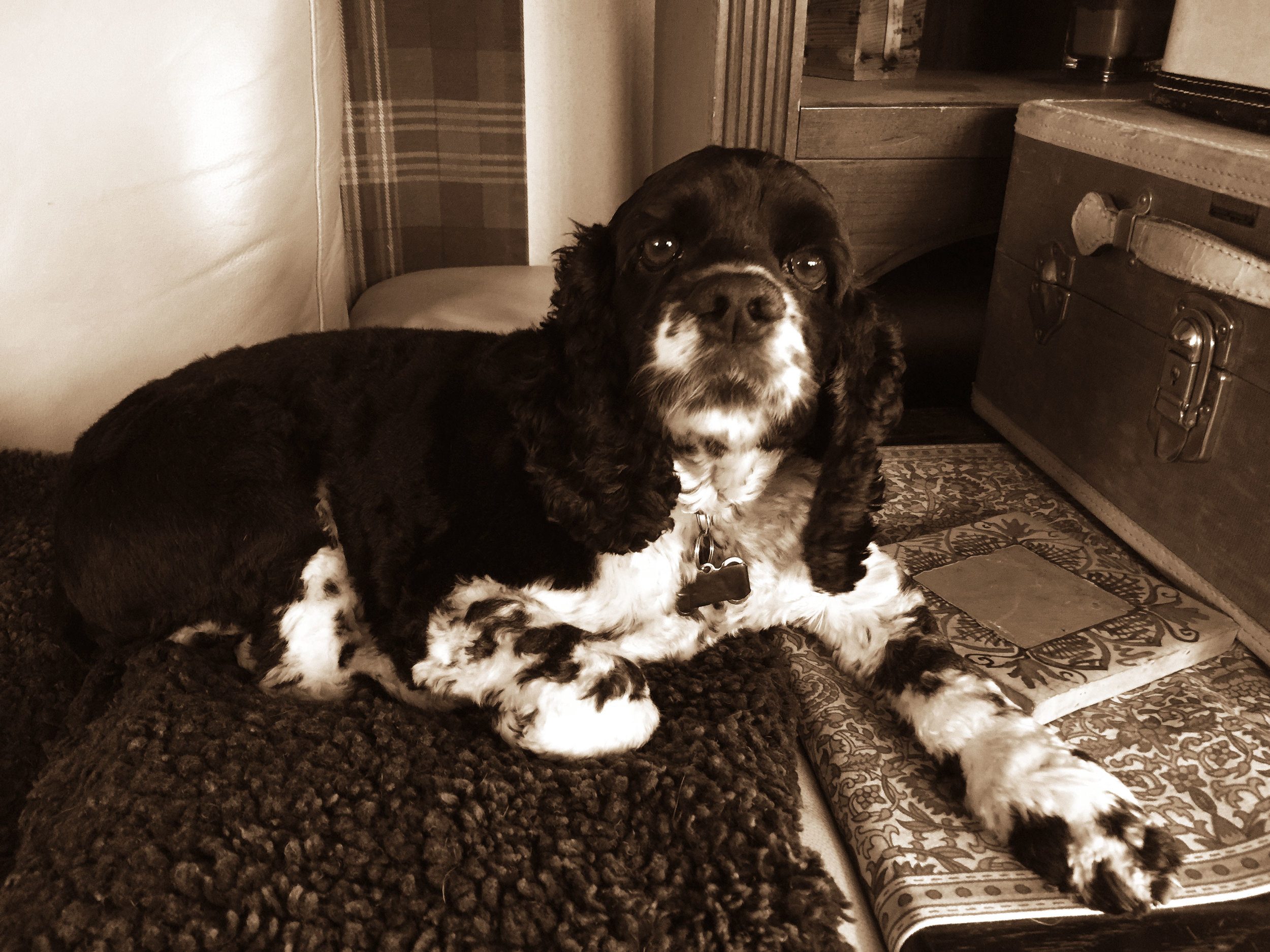 cocker-sepia.jpg