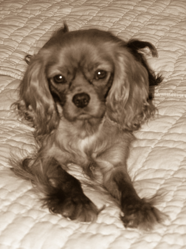 PoshPaws-13.jpg