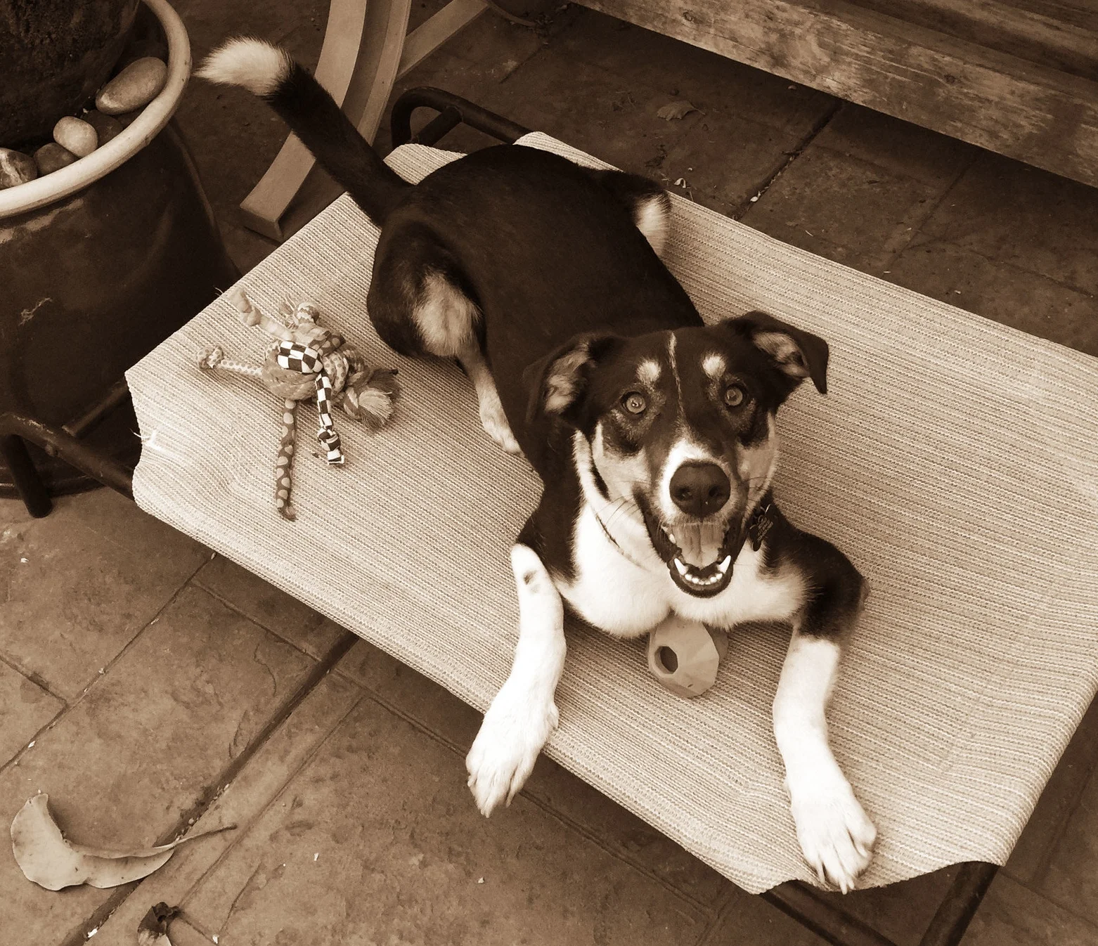 happydog-outside.jpg