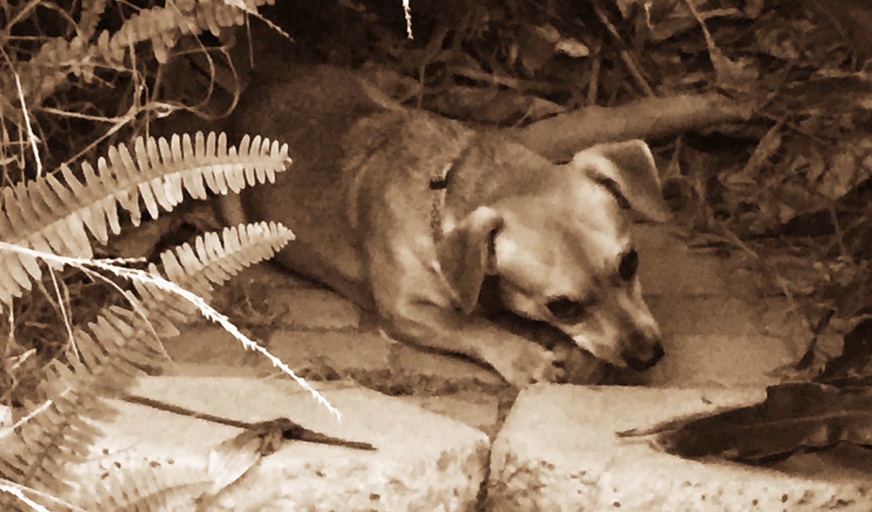 IMG_3532-sepia.jpg