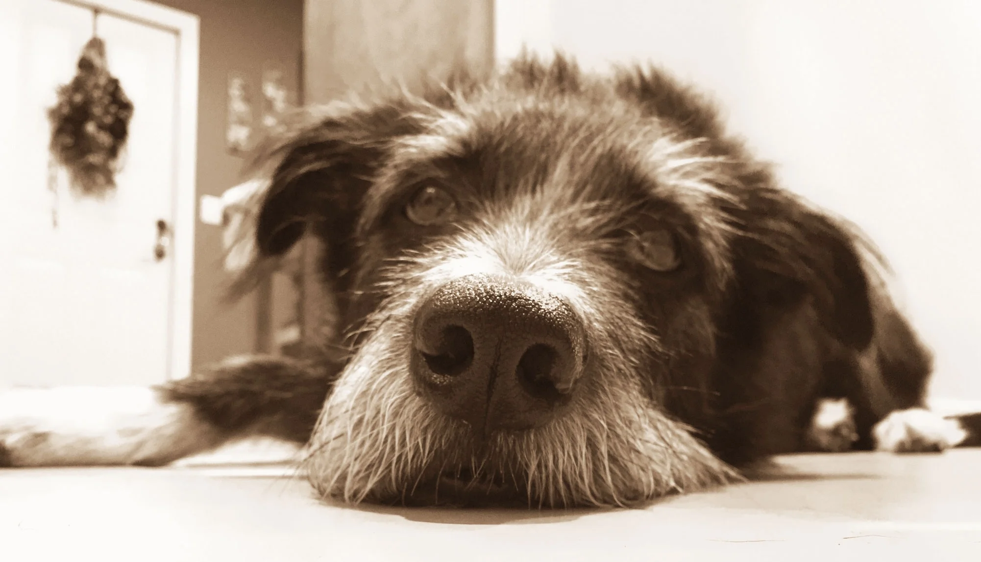 finn-sepia.jpg