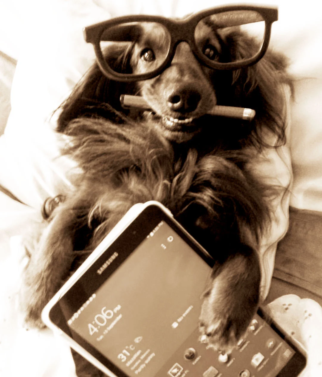 2pugs-sepia.jpg